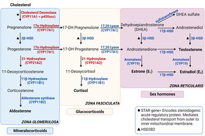 Frontiers Autoimmune primary adrenal insufficiency current